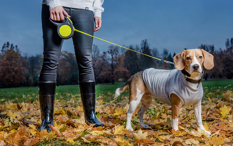pies na jesiennym spacerze