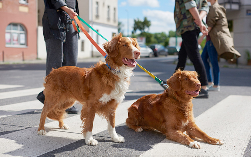 Dwa brązowe psy tej samej rasy są trzymane na smyczy przez właściciela. Jeden pies stoi, drugi leży na przejściu dla pieszych. W tle widać 2 idące osoby.