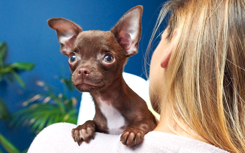 Brązowy pies rasy pinczer miniaturowy oparty na ramieniu swojej właścicielki na niebieskim tle.