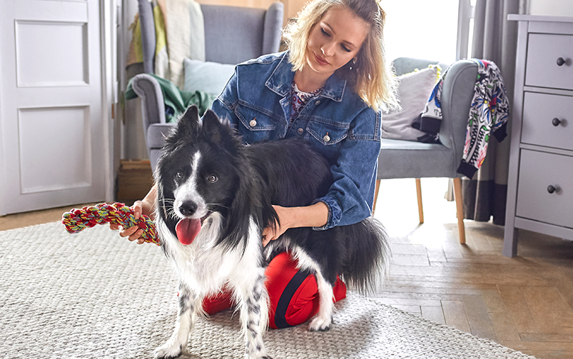 Właścicielka siedzi na dywanie i głaszcze biało-czarnego psa rasy border collie w ręku trzyma kolorową zabawkę do aportowania