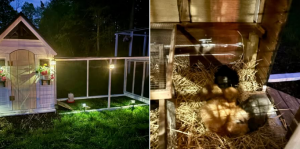 Spacious Rabbit Hutch