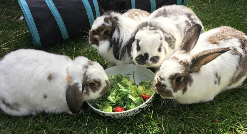 Spacious Rabbit Hutch